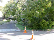 Fallen tree blocked off by traffic cones