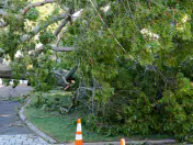 Fallen tree blocked off by traffic cones