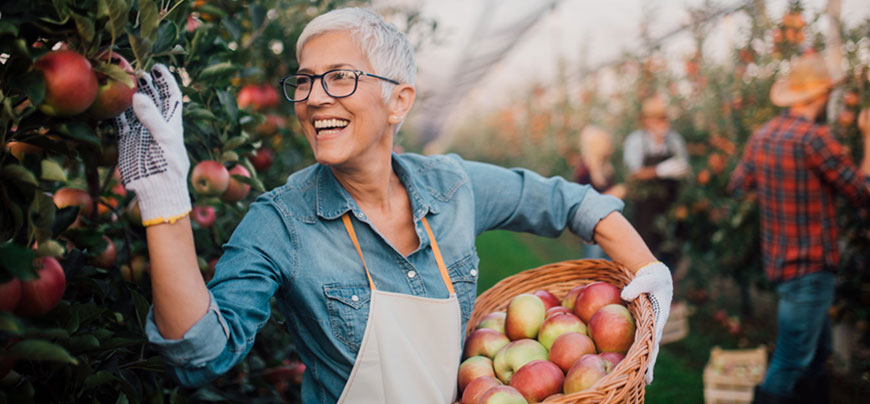 Orchard owner picking apples